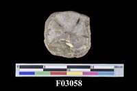 藏品(海膽化石)的圖片